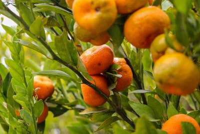 Clusters of ripe oranges hanging from lush green branches, surrounded by vibrant leaves. The composition highlights the fresh produce in a natural setting, showcasing the healthy fruit amid the greenery.