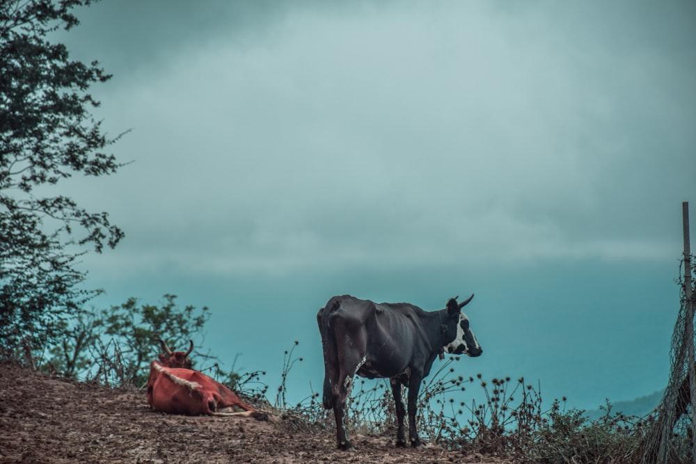 a cow standing on top of a hill next to a tree