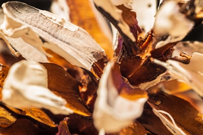 A close-up view of organic material with a mixture of brown, white, and beige colors. The textures appear rough and layered, with some parts resembling dried, flaky bark or shell fragments.