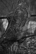Close-up black and white image of a textured tree bark with deep shadows.