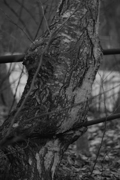 Close-up black and white image of a textured tree bark with deep shadows.