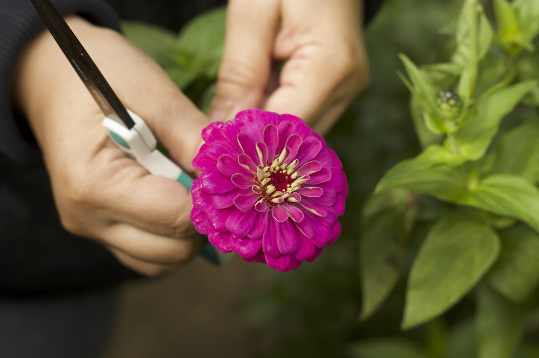 Two hands cutting the stem of a magenta zinnia with small white-handled snips, among green zinnia foliage