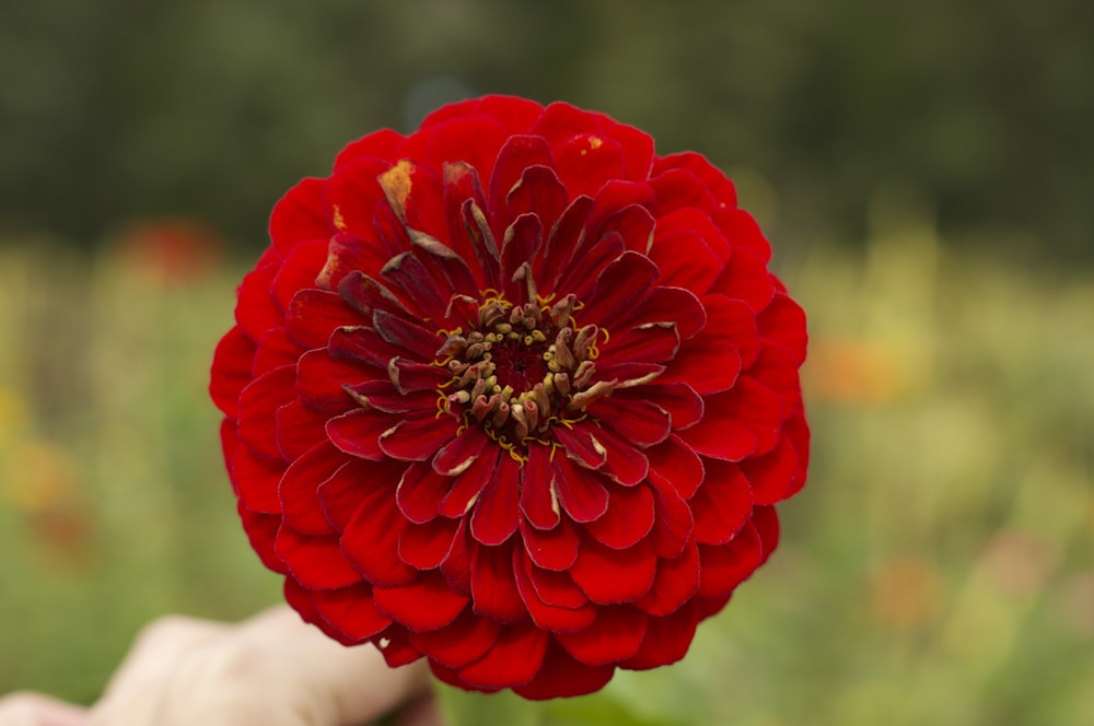 a person holding a large red flower in their hand