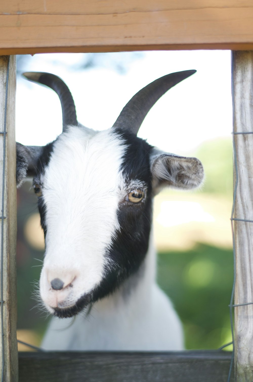 a black and white goat sticking its head out of a fence