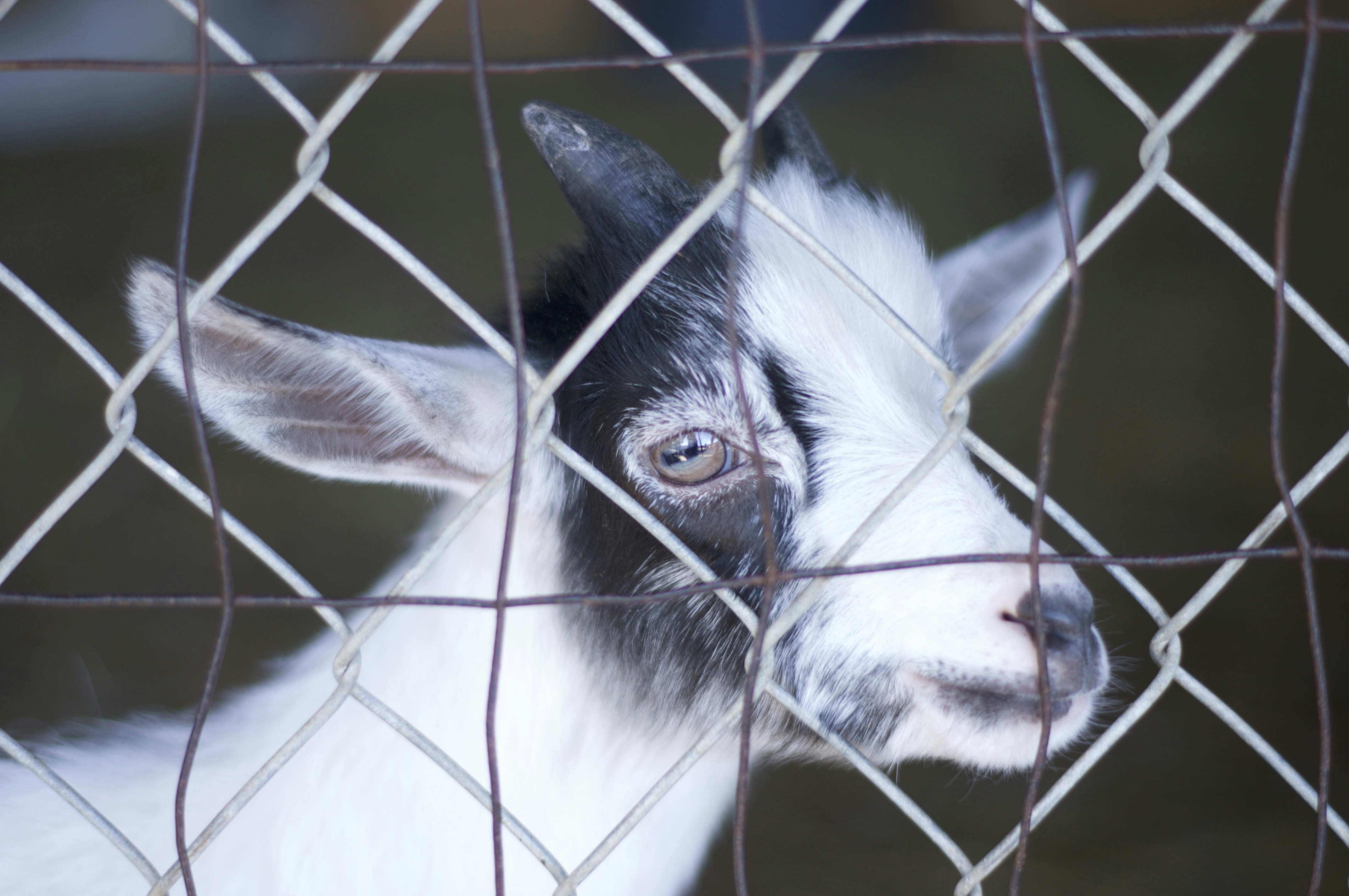 Baby goat peeking through fence