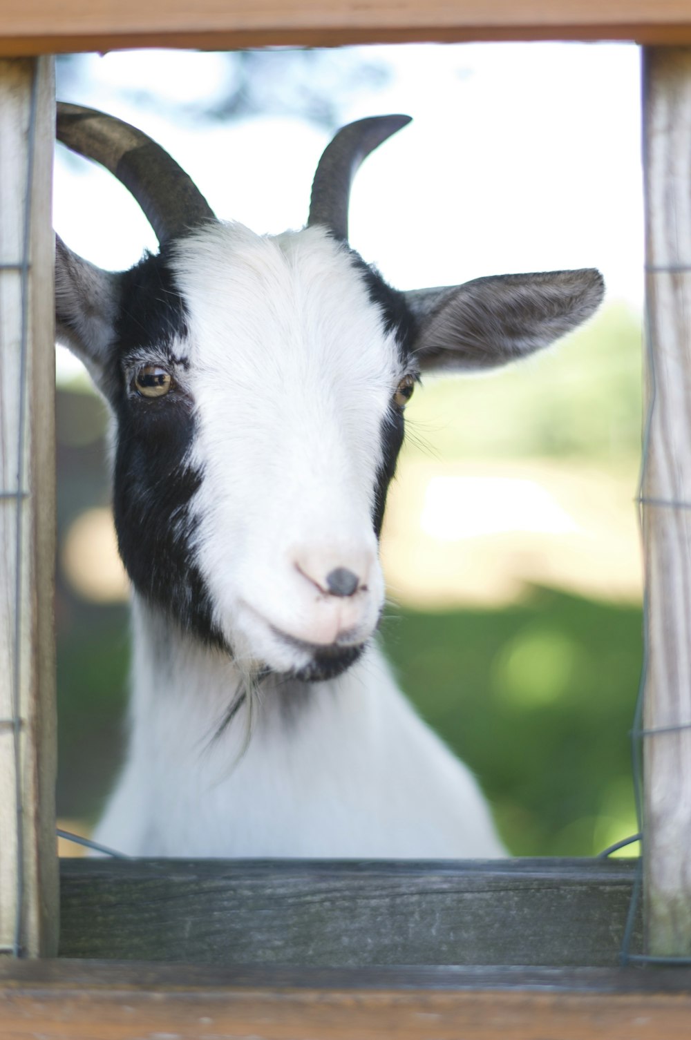 a goat looking out of a wooden window