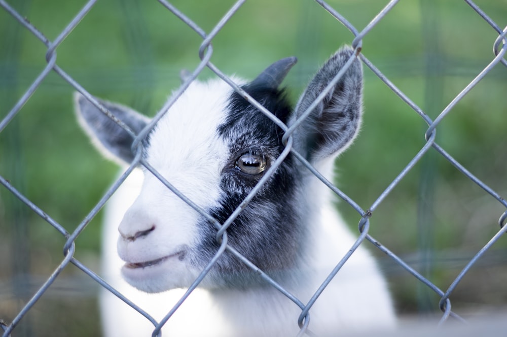 a black and white goat behind a chain link fence