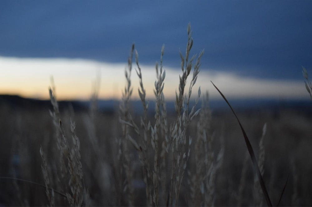 a field of tall grass with a sky in the background