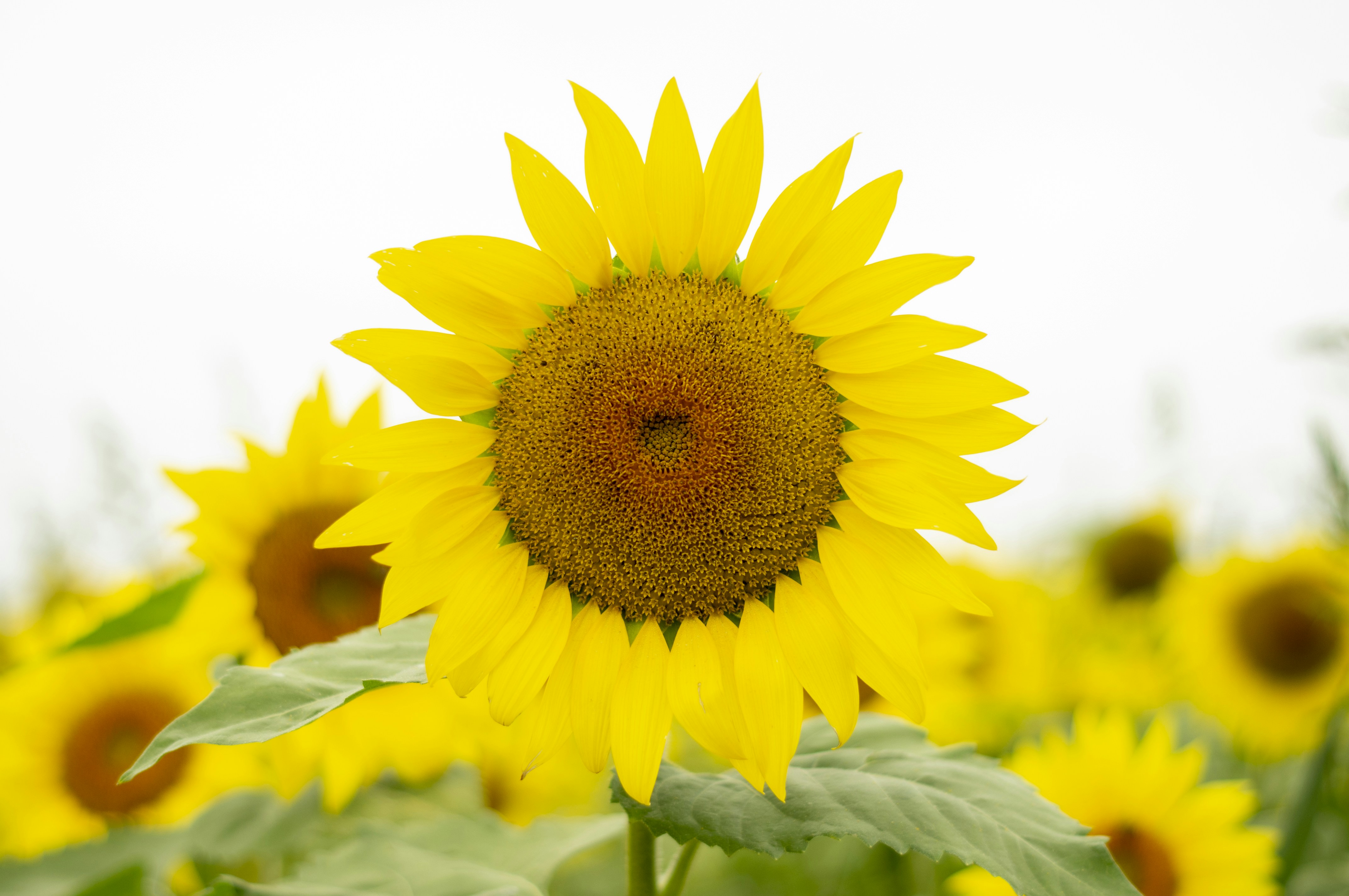 Photo by jokostudios