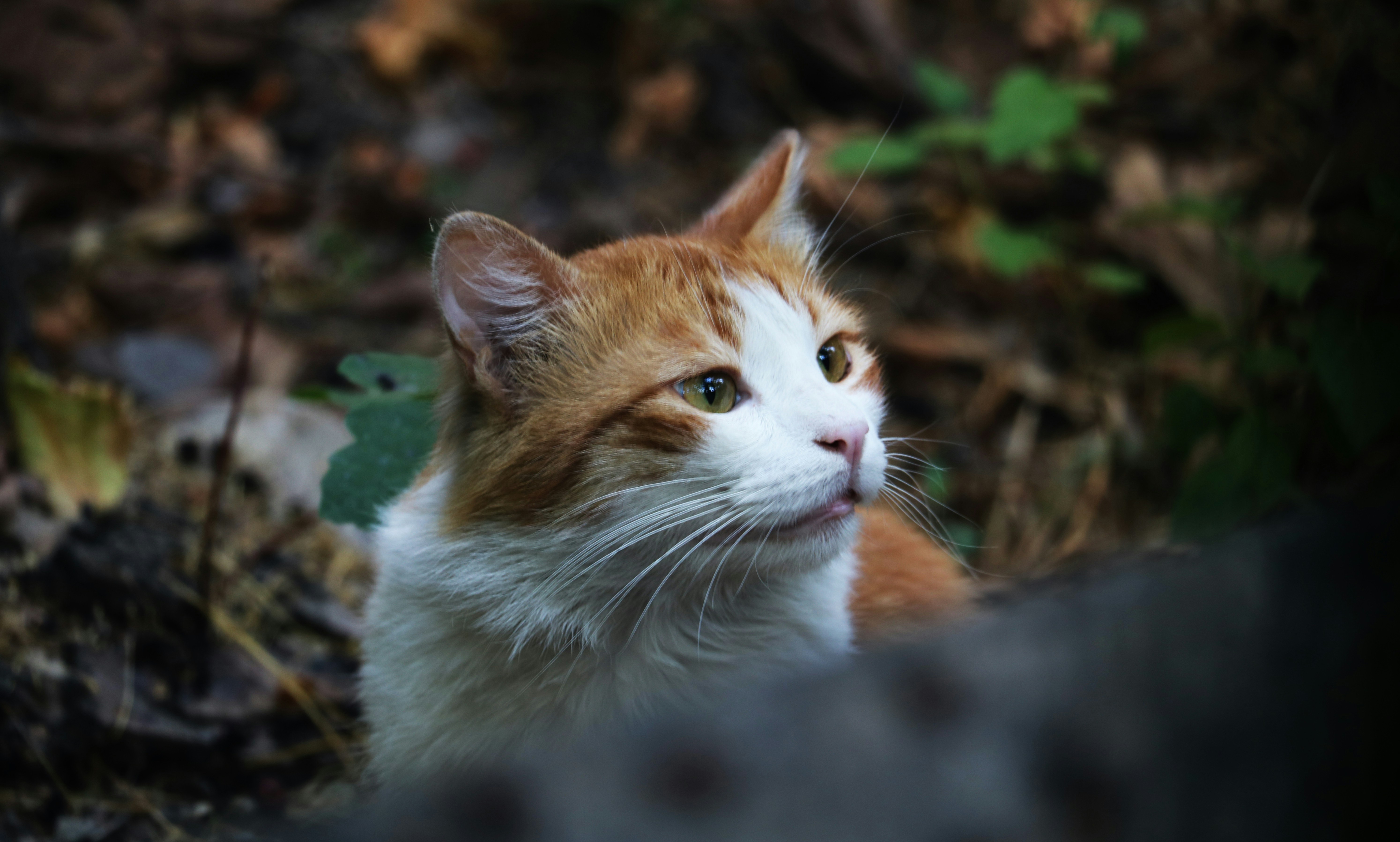 Photo by ariagrapher