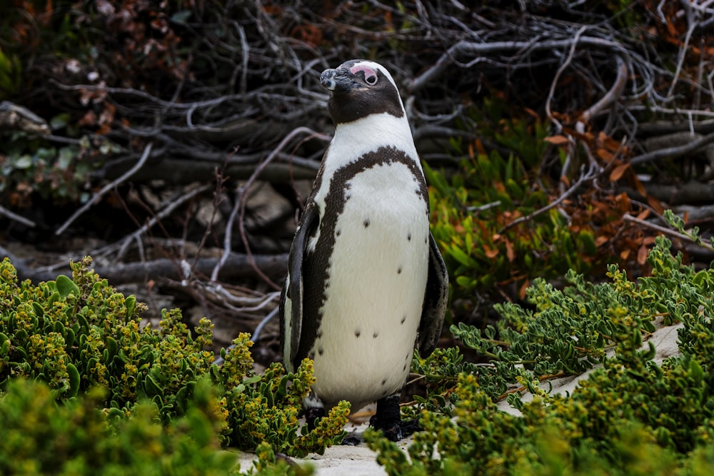 um pinguim de pé em um pedaço de grama