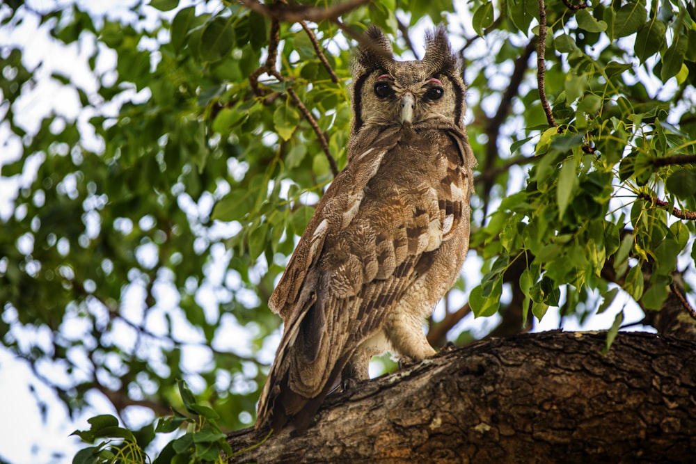 an owl is perched on a branch of a tree