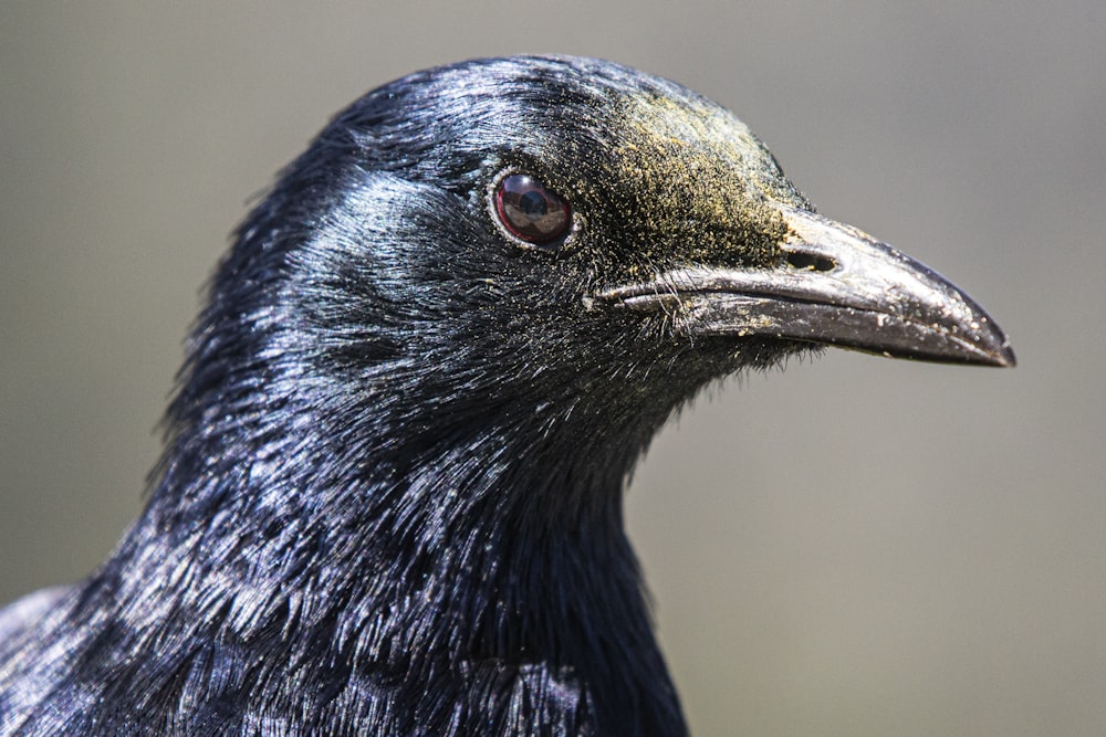 a close up of a black bird with a yellow spot on its head
