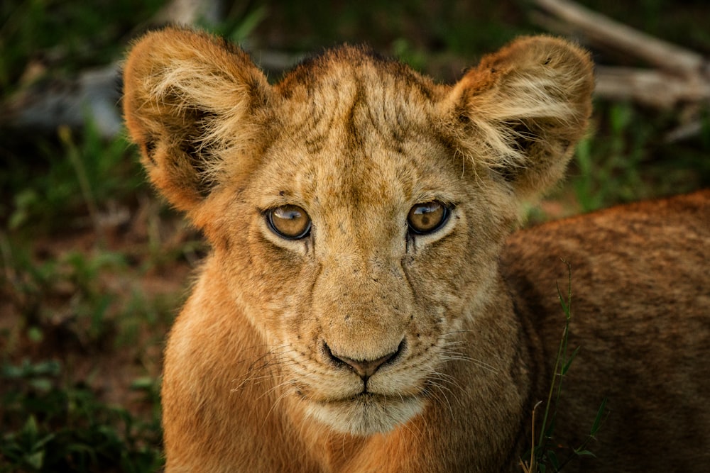a close up of a small lion cub