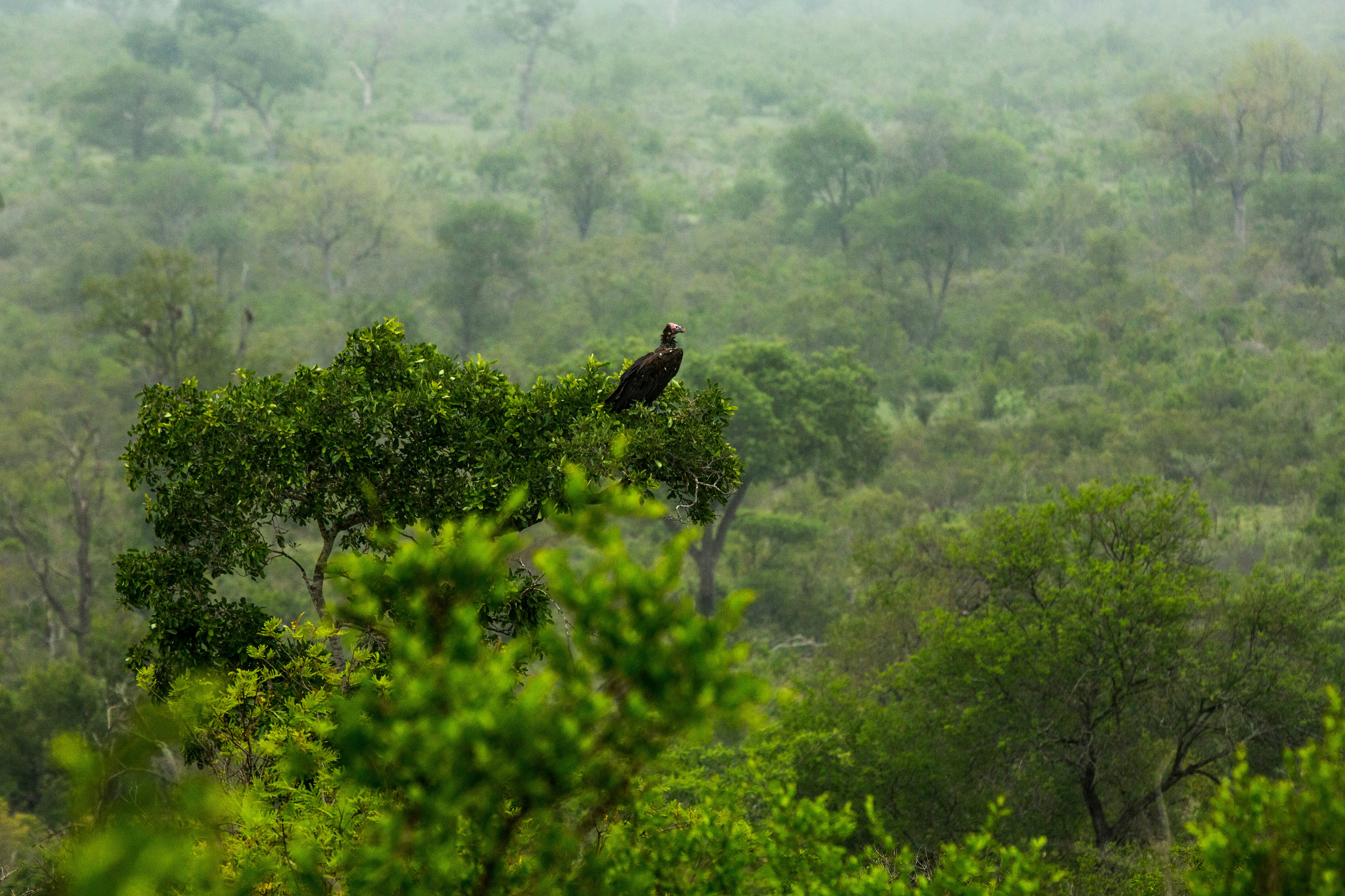a bird sitting on top of a tree in a forest