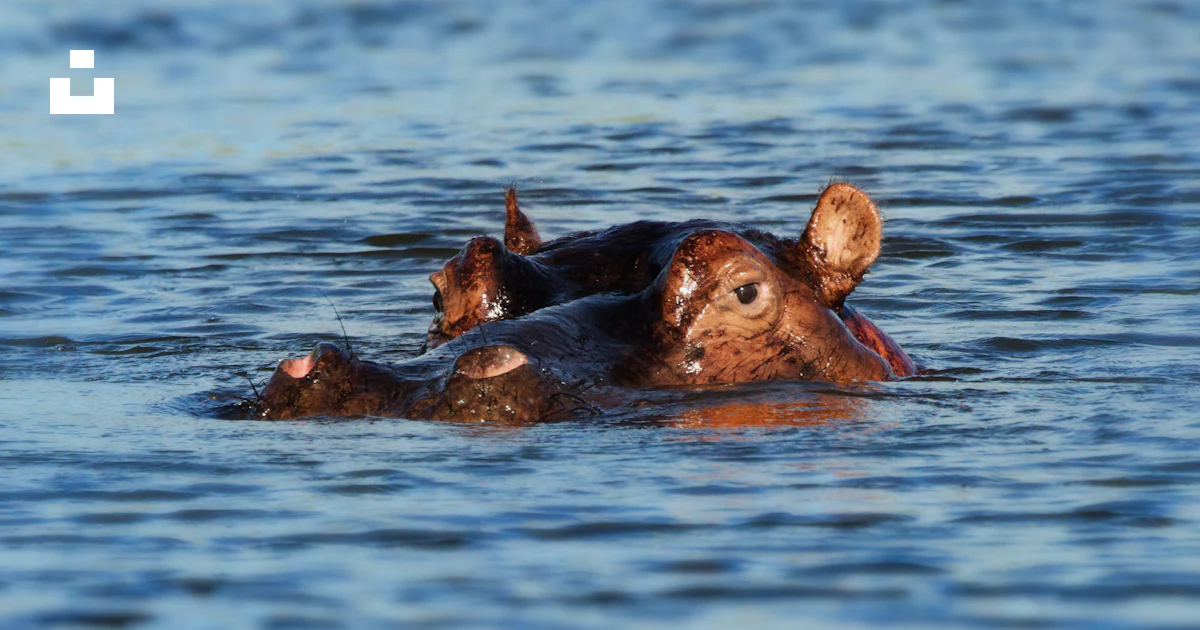 水域を泳ぐカバの写真 – Unsplashの河馬の無料画像