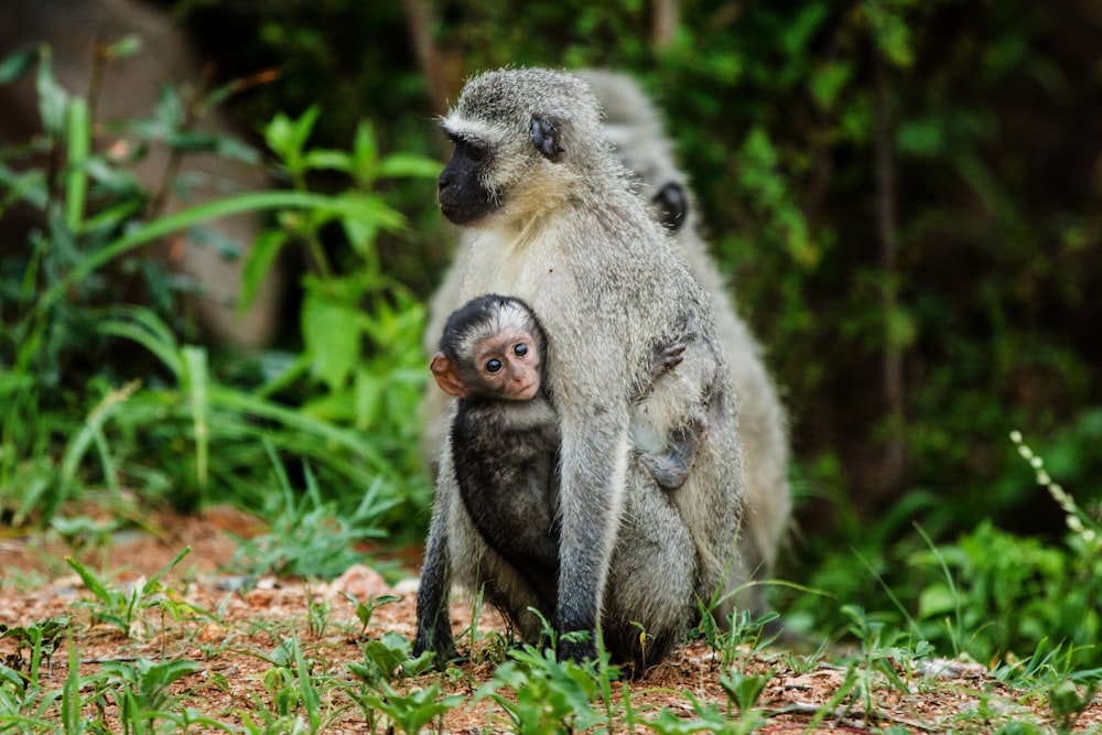 a mother and baby monkey standing in the grass