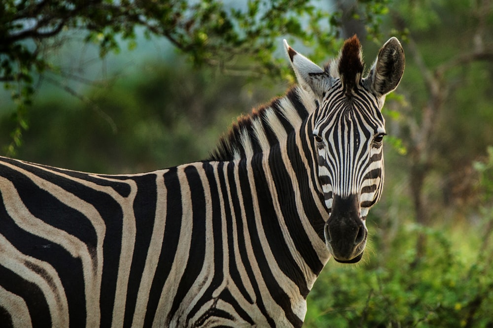a close up of a zebra near some trees