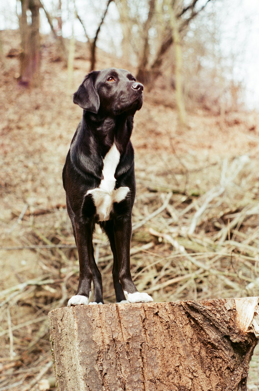 a black and white dog sitting on top of a tree stump