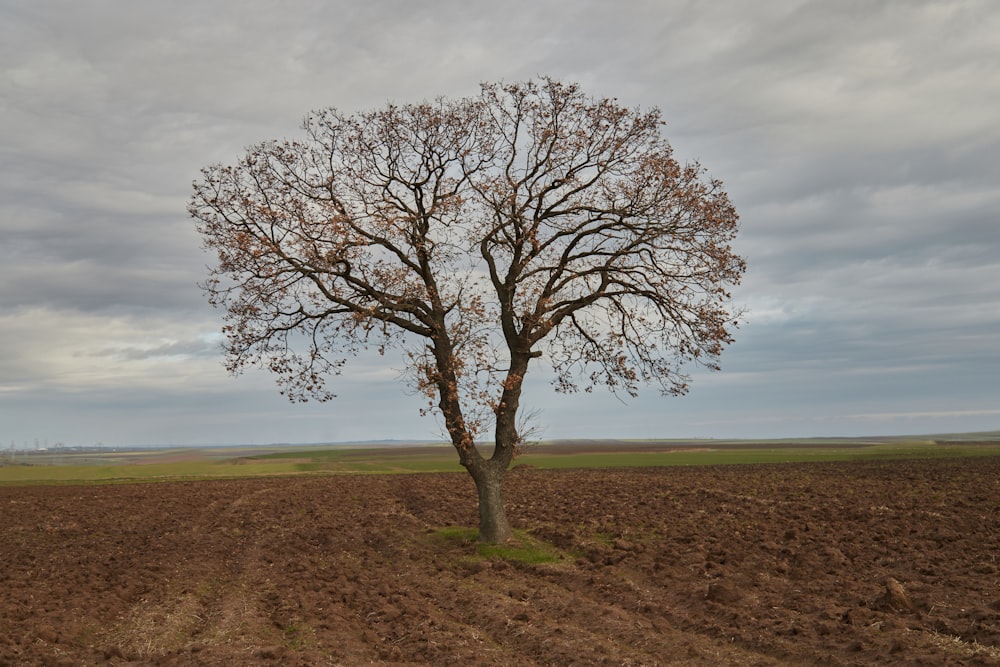 a lone tree stands in a plowed field