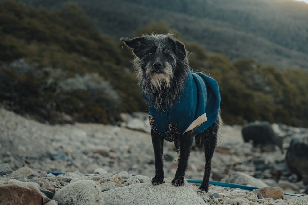 a dog wearing a blue coat standing on rocks