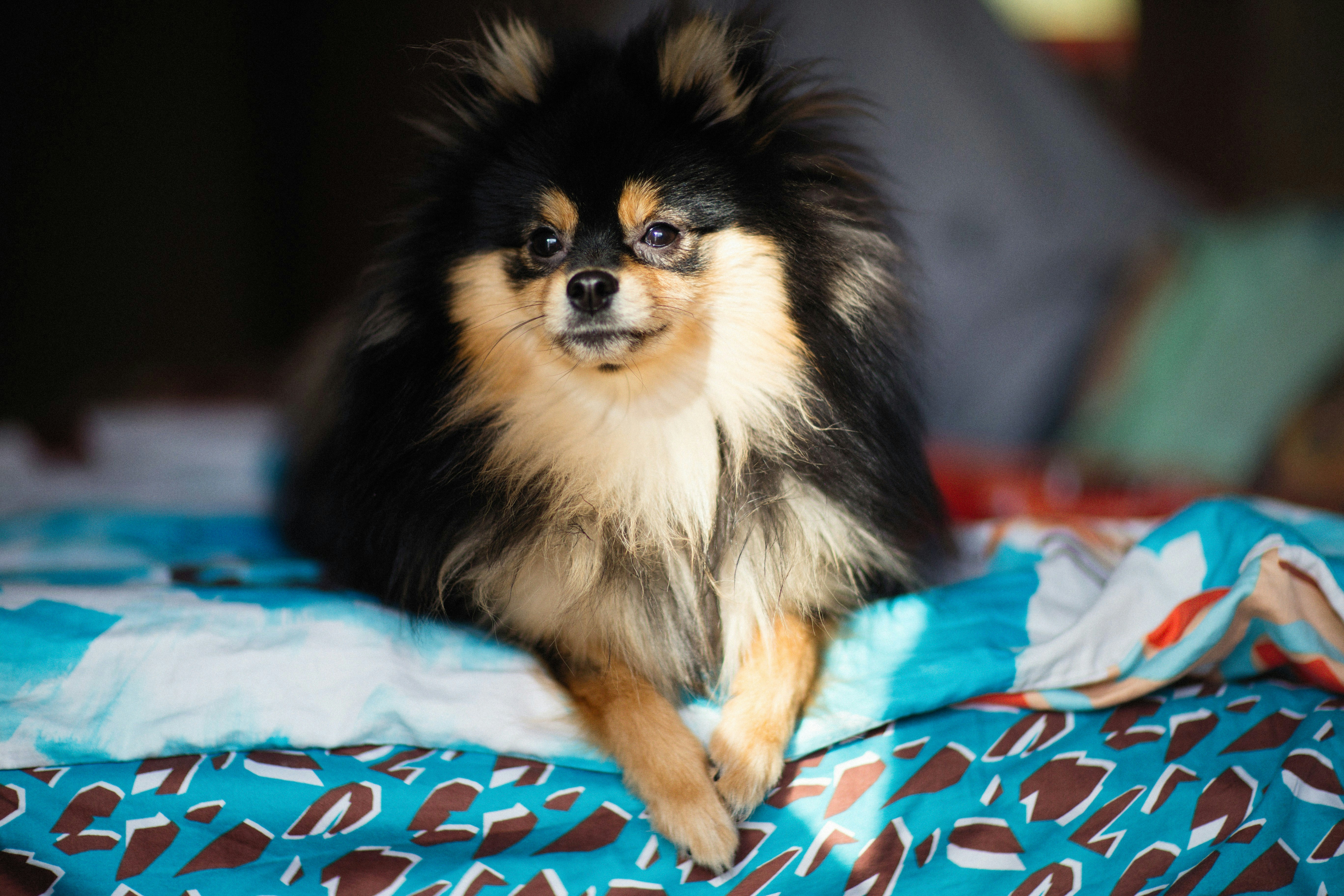 A small dog sitting on top of a bed photo – Free Portrait Image on Unsplash