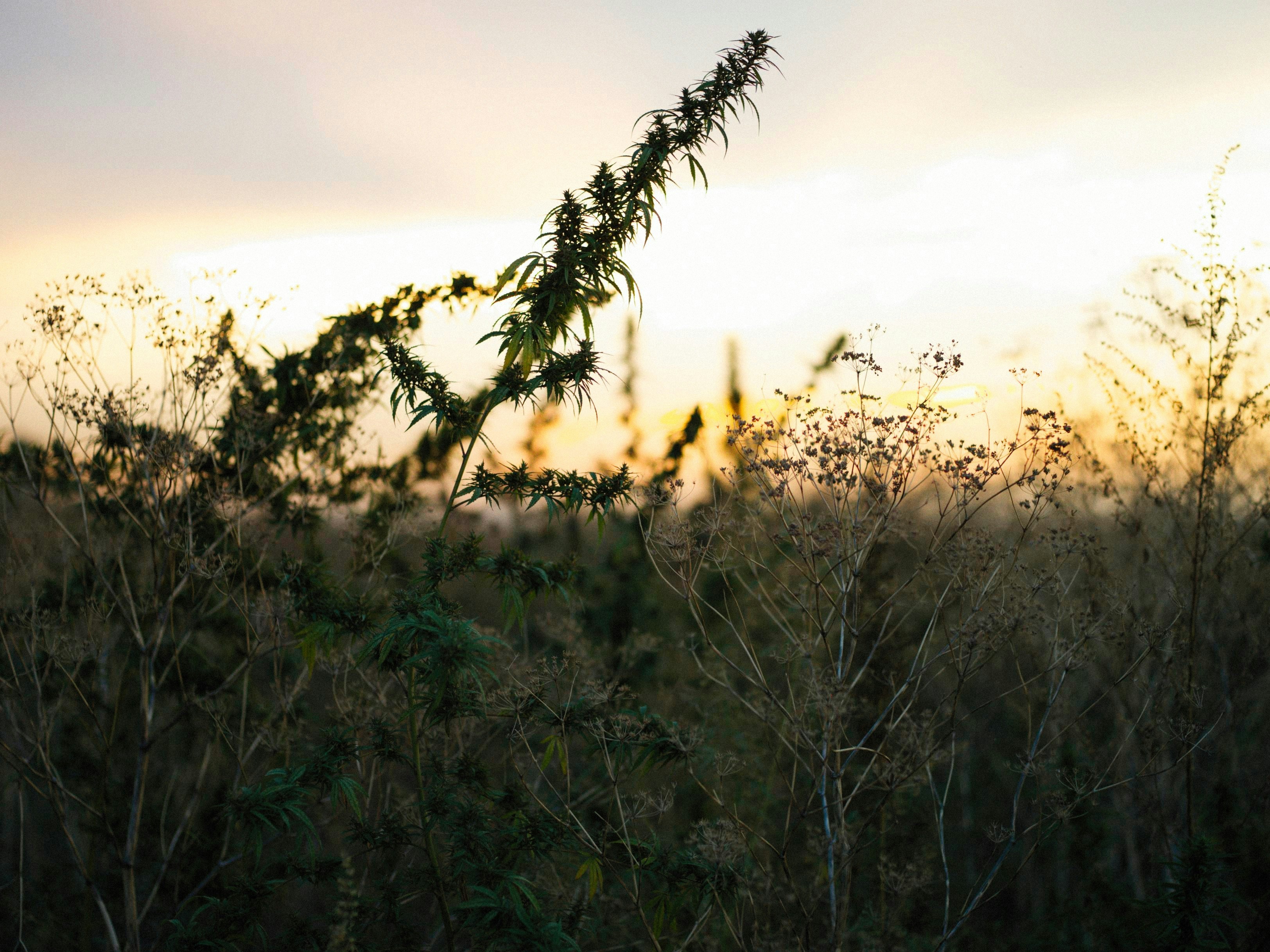 Photo by alexeydemidov