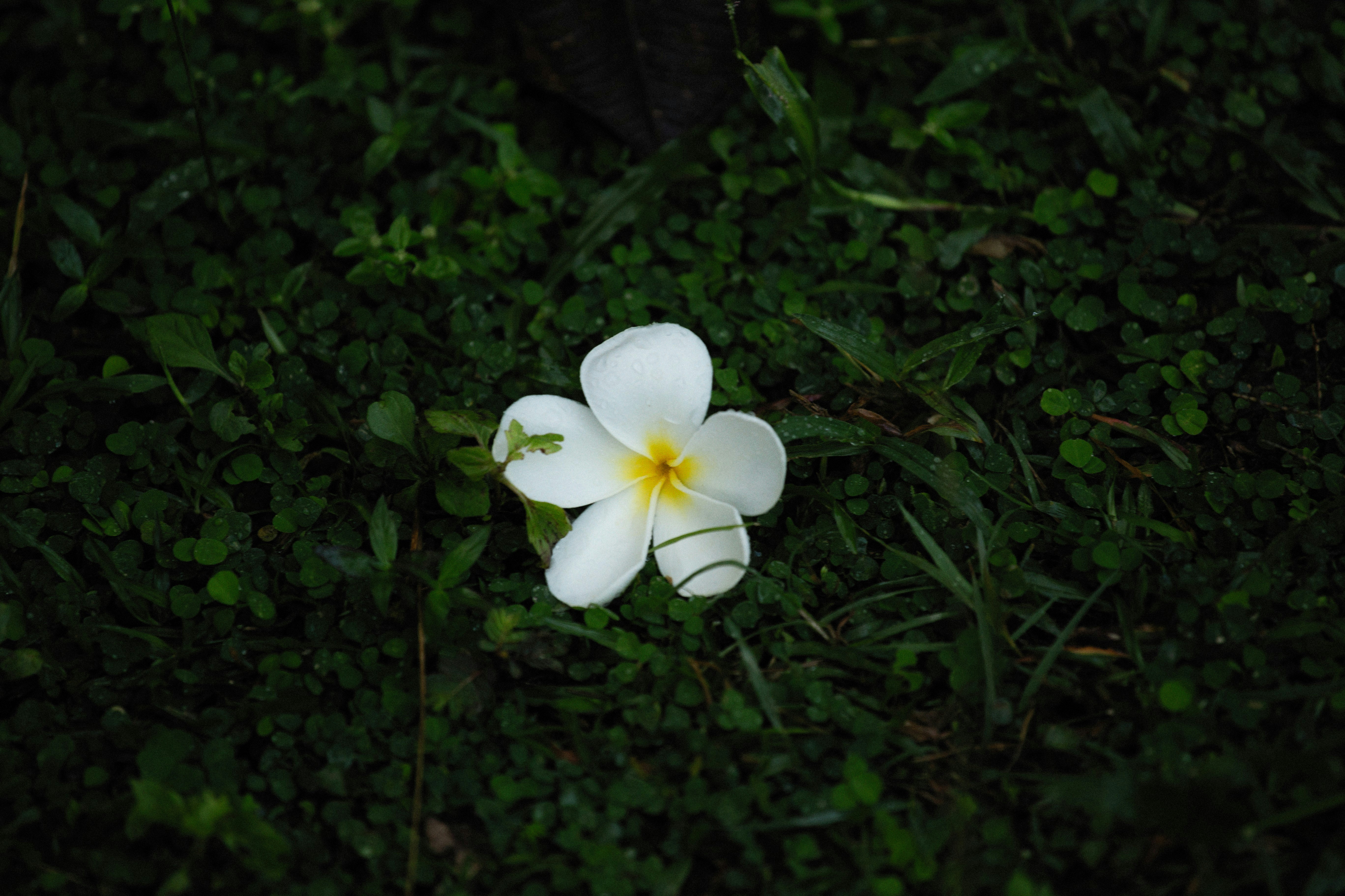 Photo by alexeydemidov