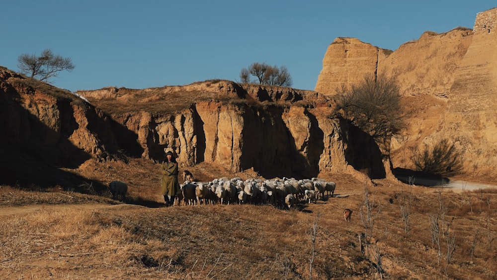 a herd of sheep standing on top of a dry grass field