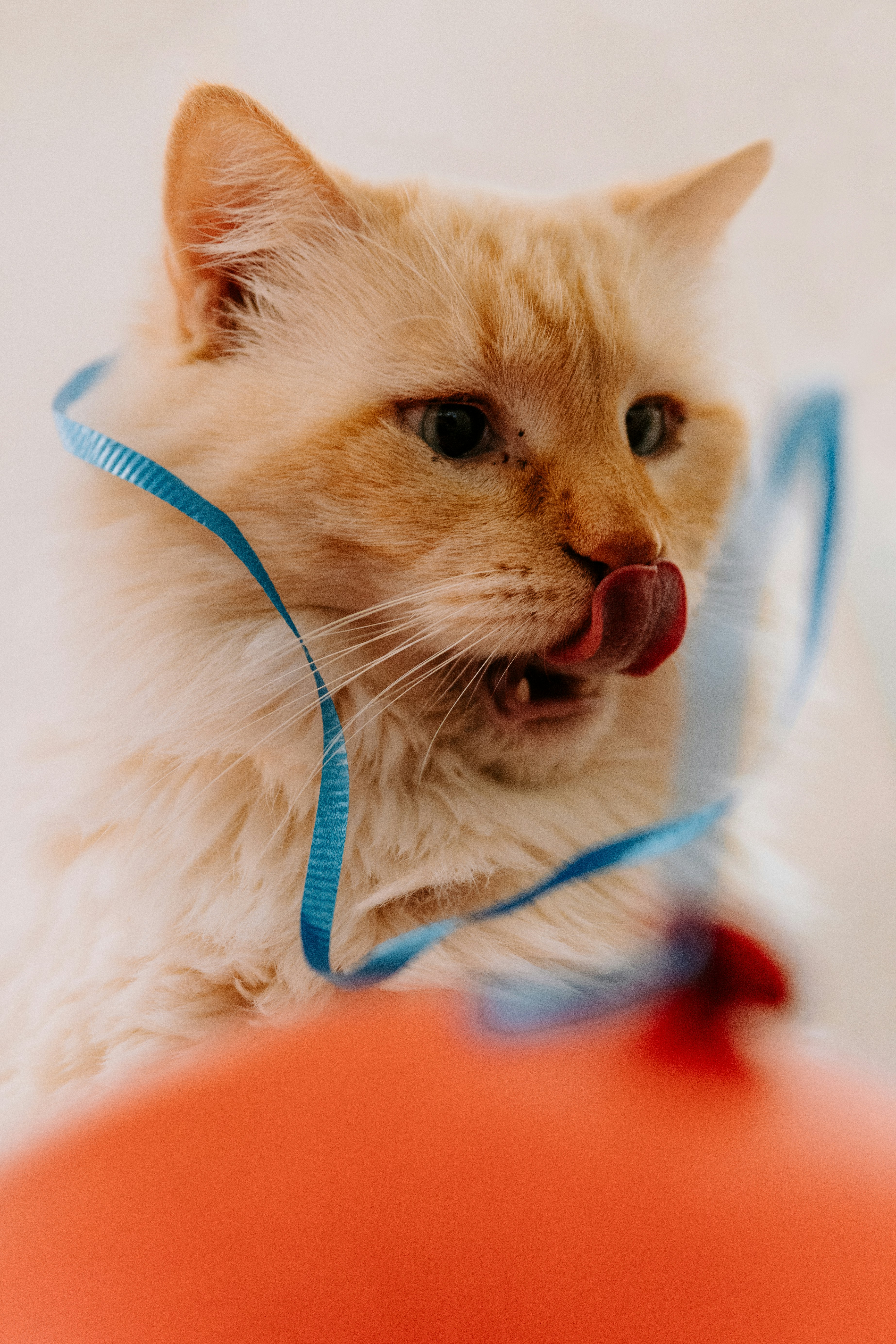 Dental Care for Today’s Cats (image credits: unsplash)