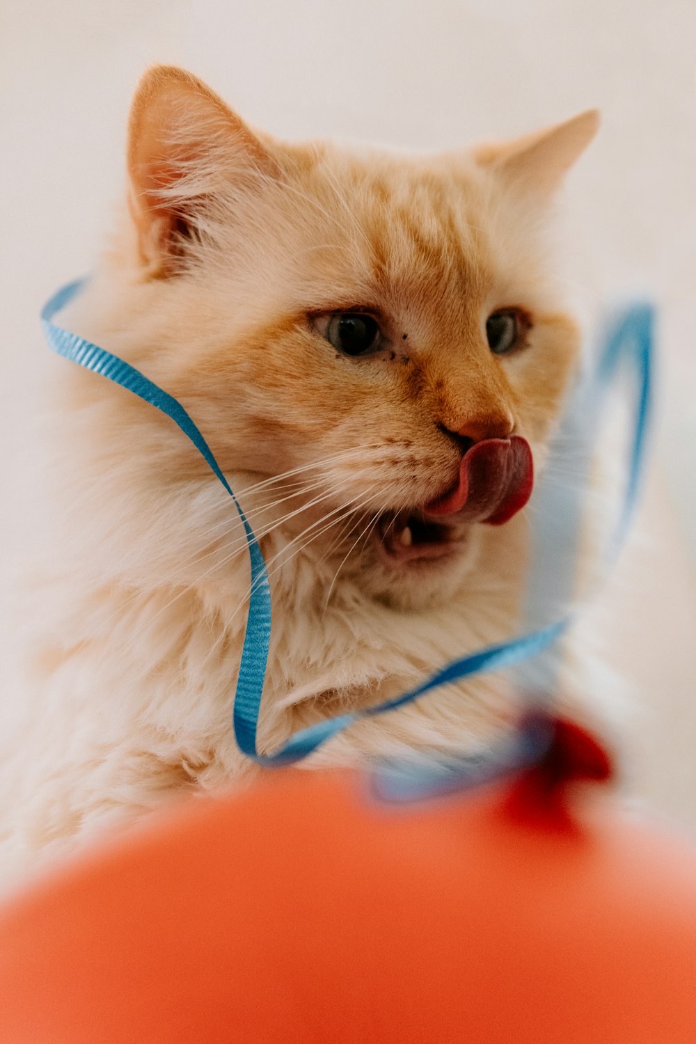 a white cat with a blue ribbon around its neck