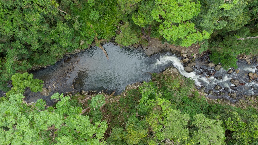 a river running through a lush green forest