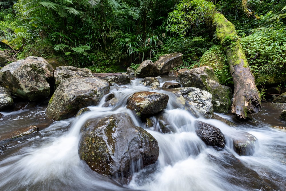 um riacho de água que atravessa uma floresta verde exuberante