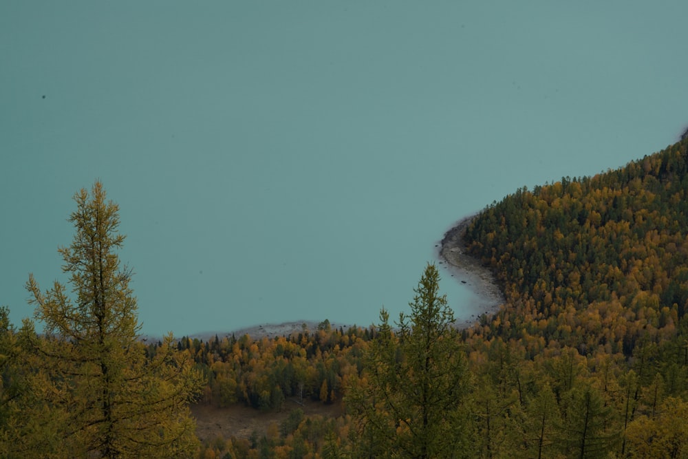 a view of a mountain with trees in the foreground