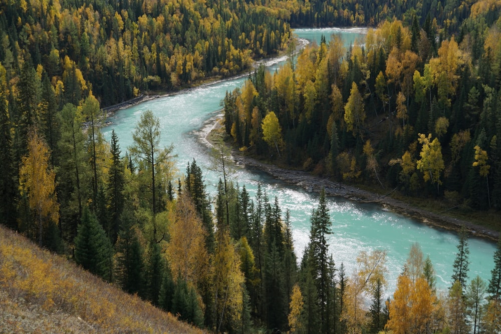 a river flowing through a lush green forest