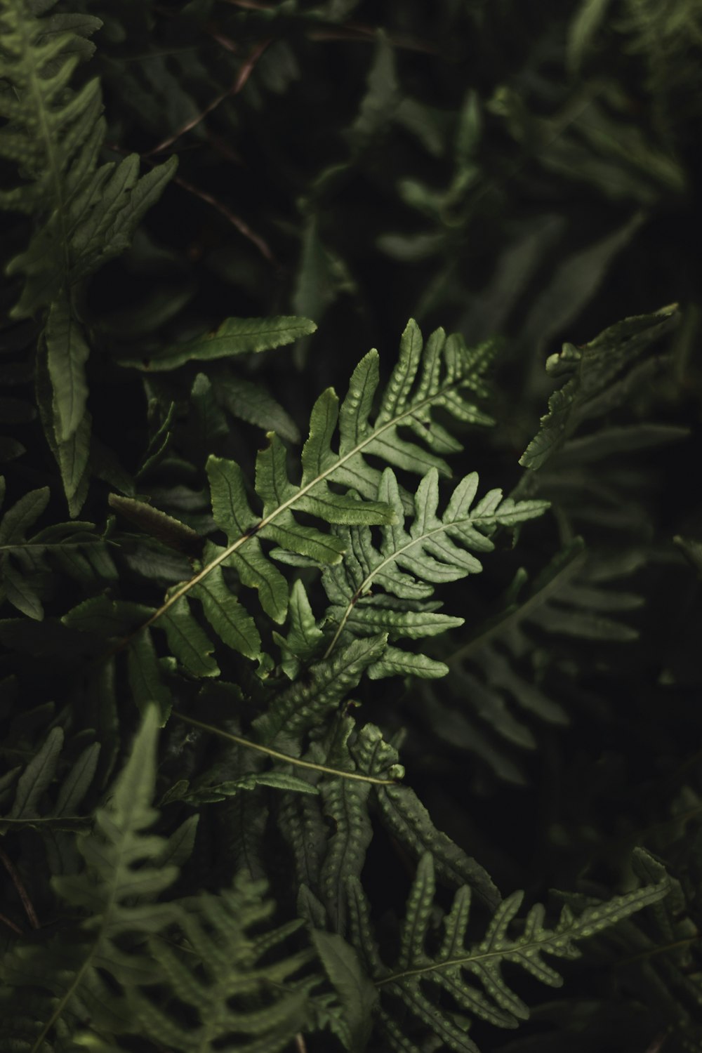 a close up of a plant with green leaves