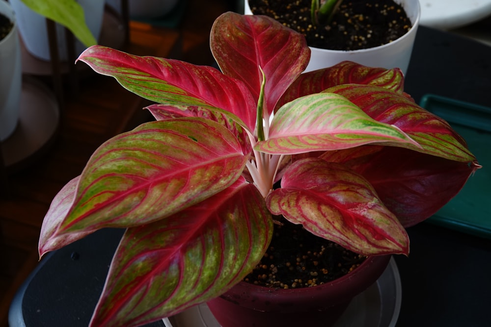 un gros plan d’une plante dans un pot sur une table