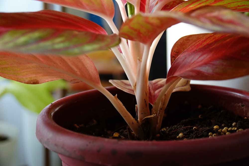 a potted plant with red and green leaves