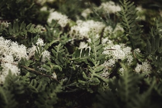 a close up of a bunch of white flowers