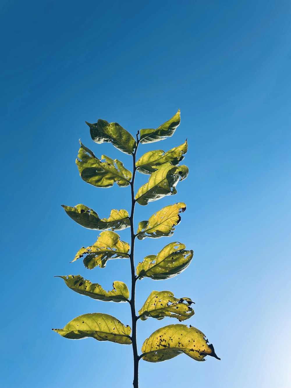 a plant with yellow leaves against a blue sky