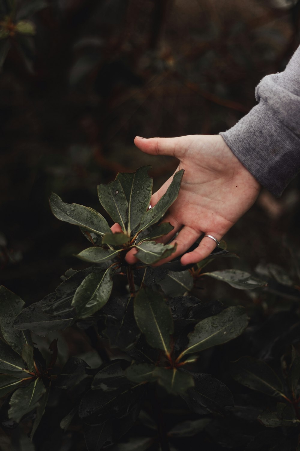 la main d’une personne tendant la main vers une plante verte