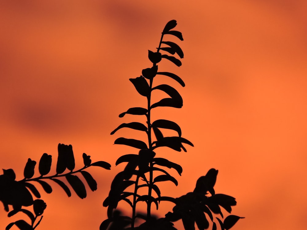 the silhouette of a plant against an orange sky