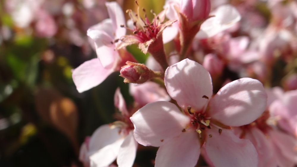 un bouquet de fleurs roses qui fleurissent