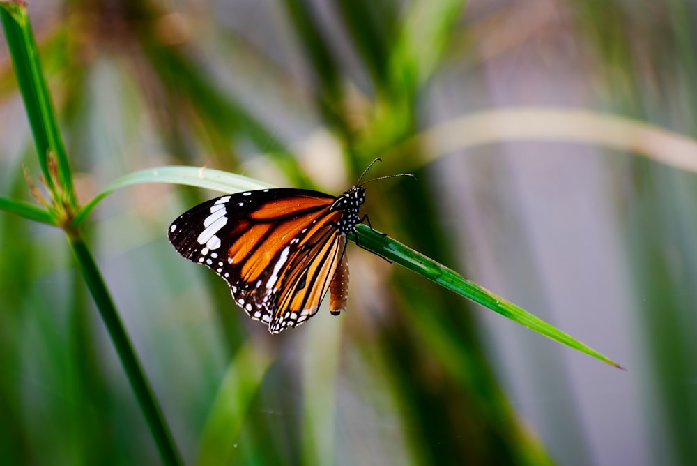 a close up of a butterfly on a plant