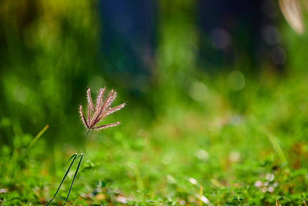 a close up of a small plant in the grass