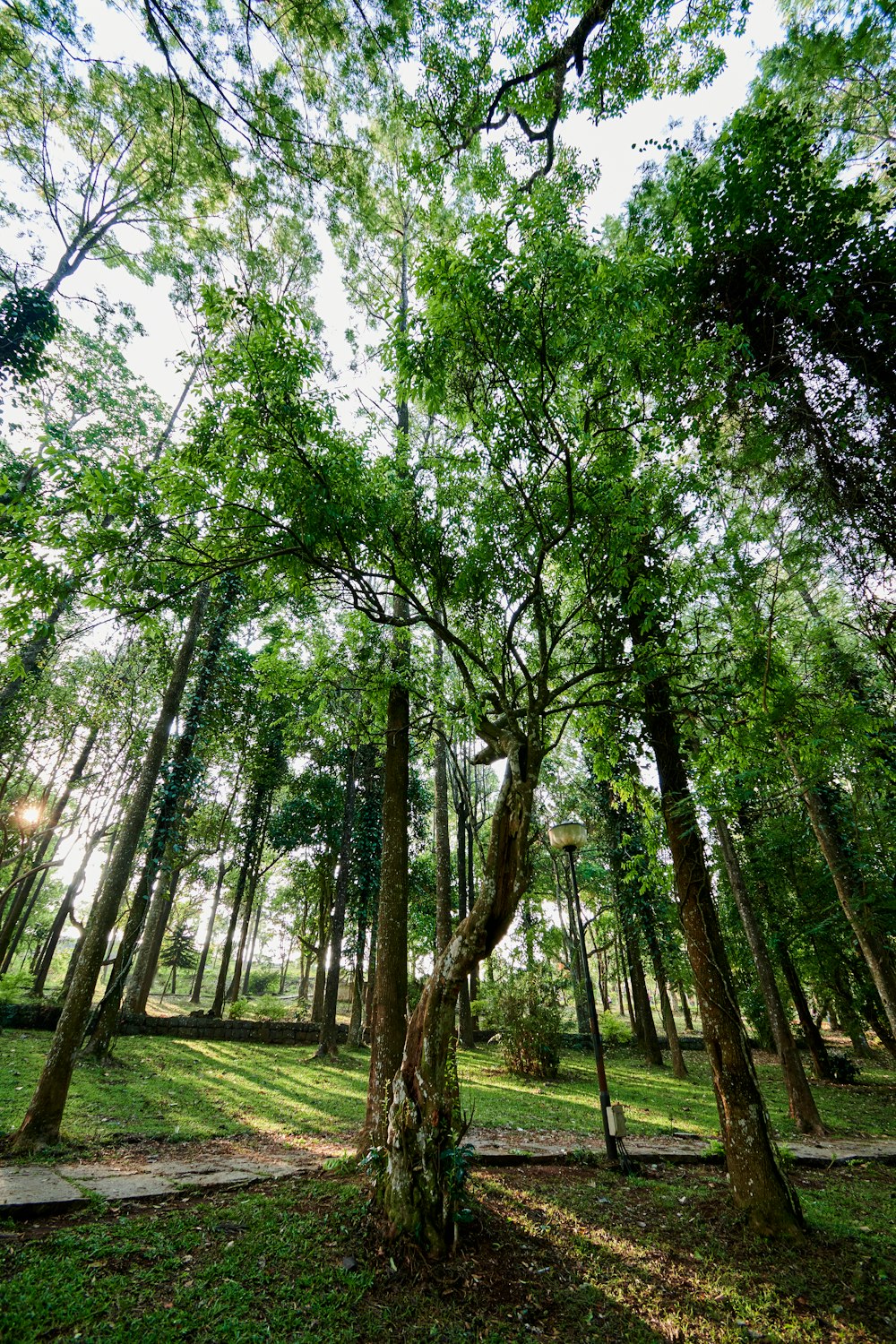 Un bosque lleno de muchos árboles verdes