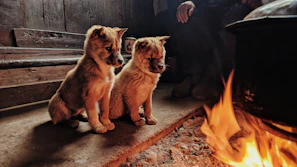 Two puppies cuddling together on a soft rug by the fireplace