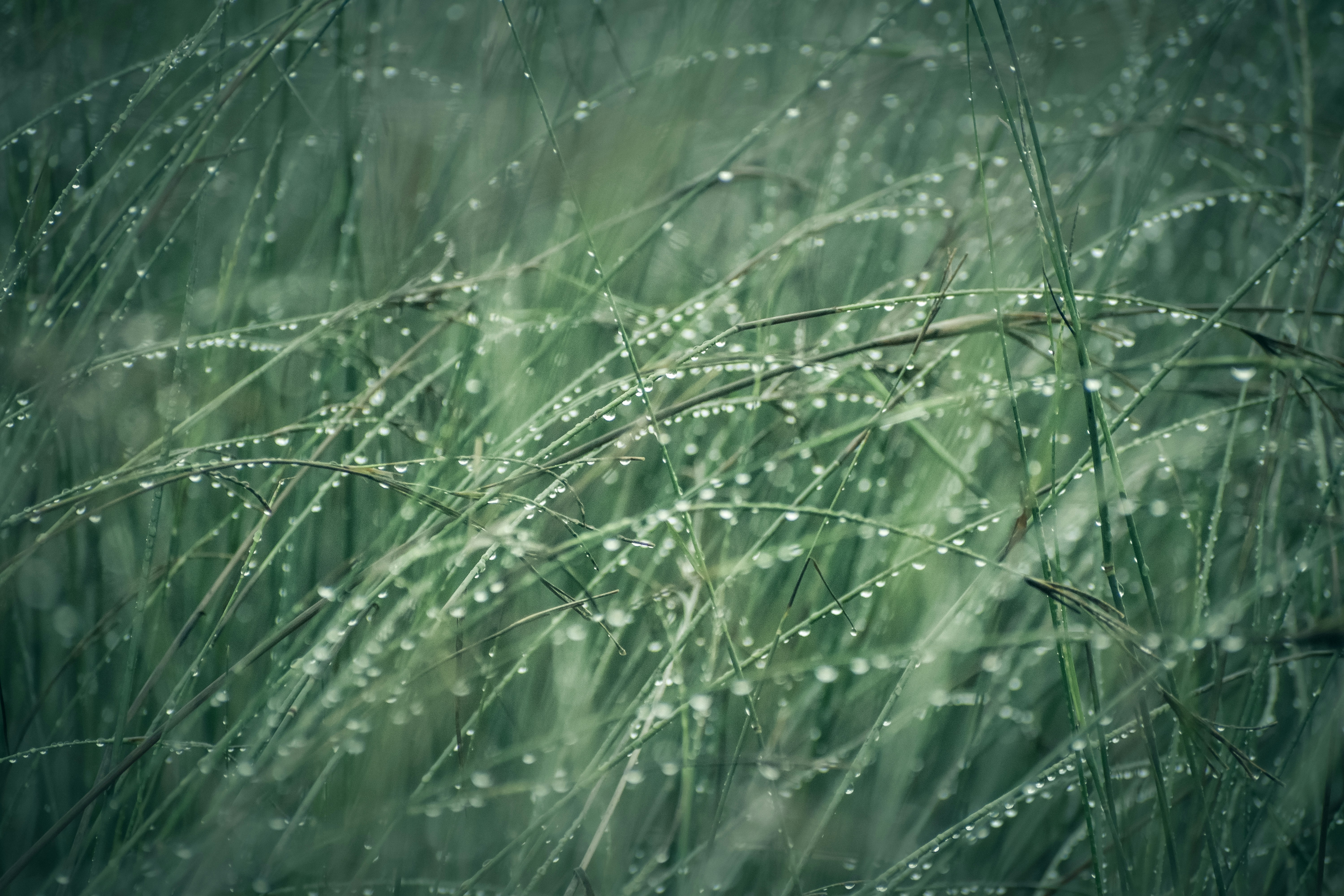 a close up of water droplets on grass