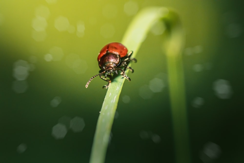 a ladybug sitting on top of a green leaf