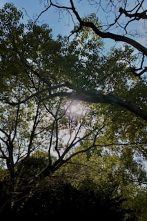A serene outdoor setting with sunlight filtering through leaves.